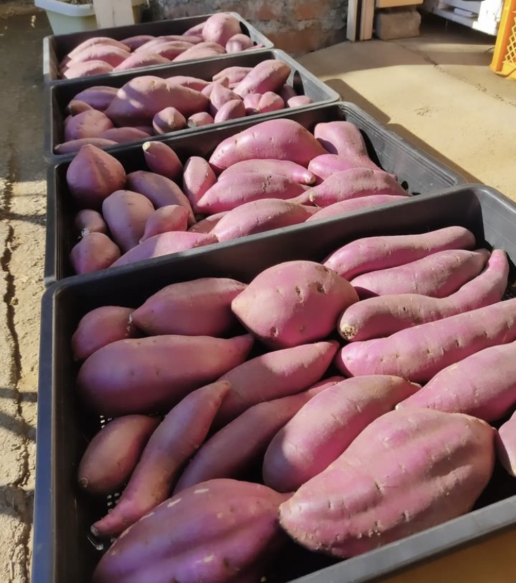 レインツリー上溝事業所➡農福連携のサツマイモの出荷の作業。