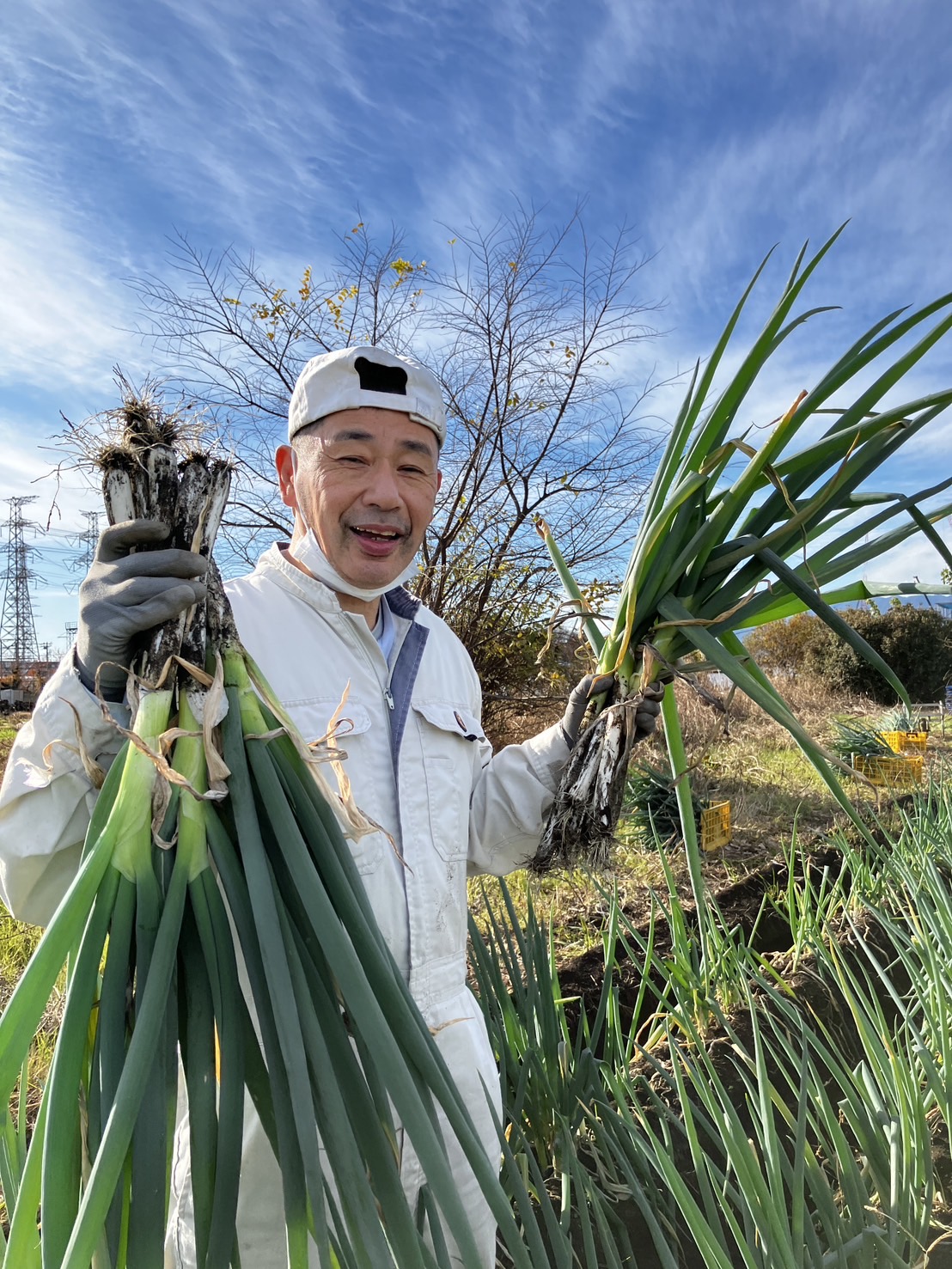 ネギの収穫