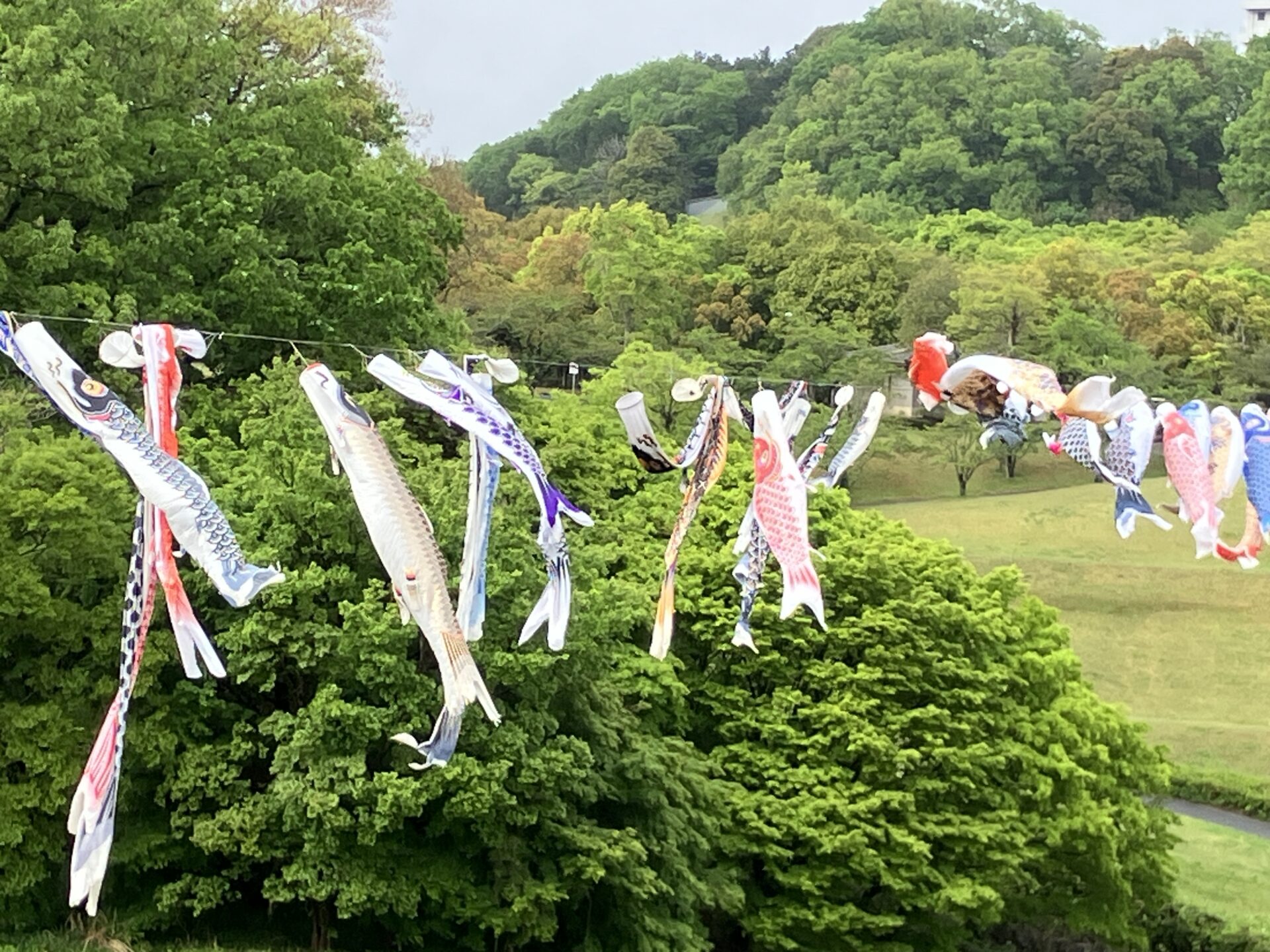 新緑と鯉のぼり