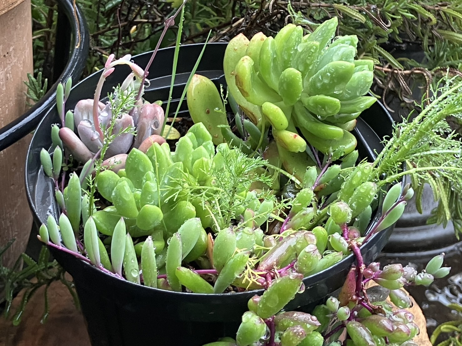 植物からもらった生きる力