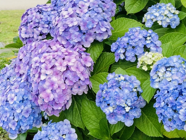 相模原市のお花『紫陽花』