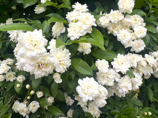 レインツリーにとって身近なお花【モッコウバラ】