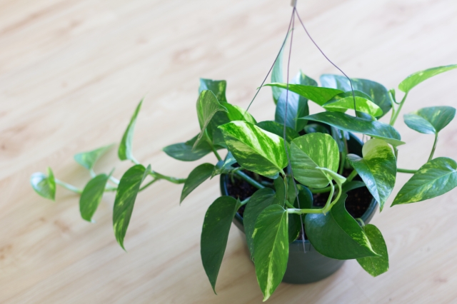 夏から始める植物ライフ！初心者さんにオススメの育てやすい植物3選