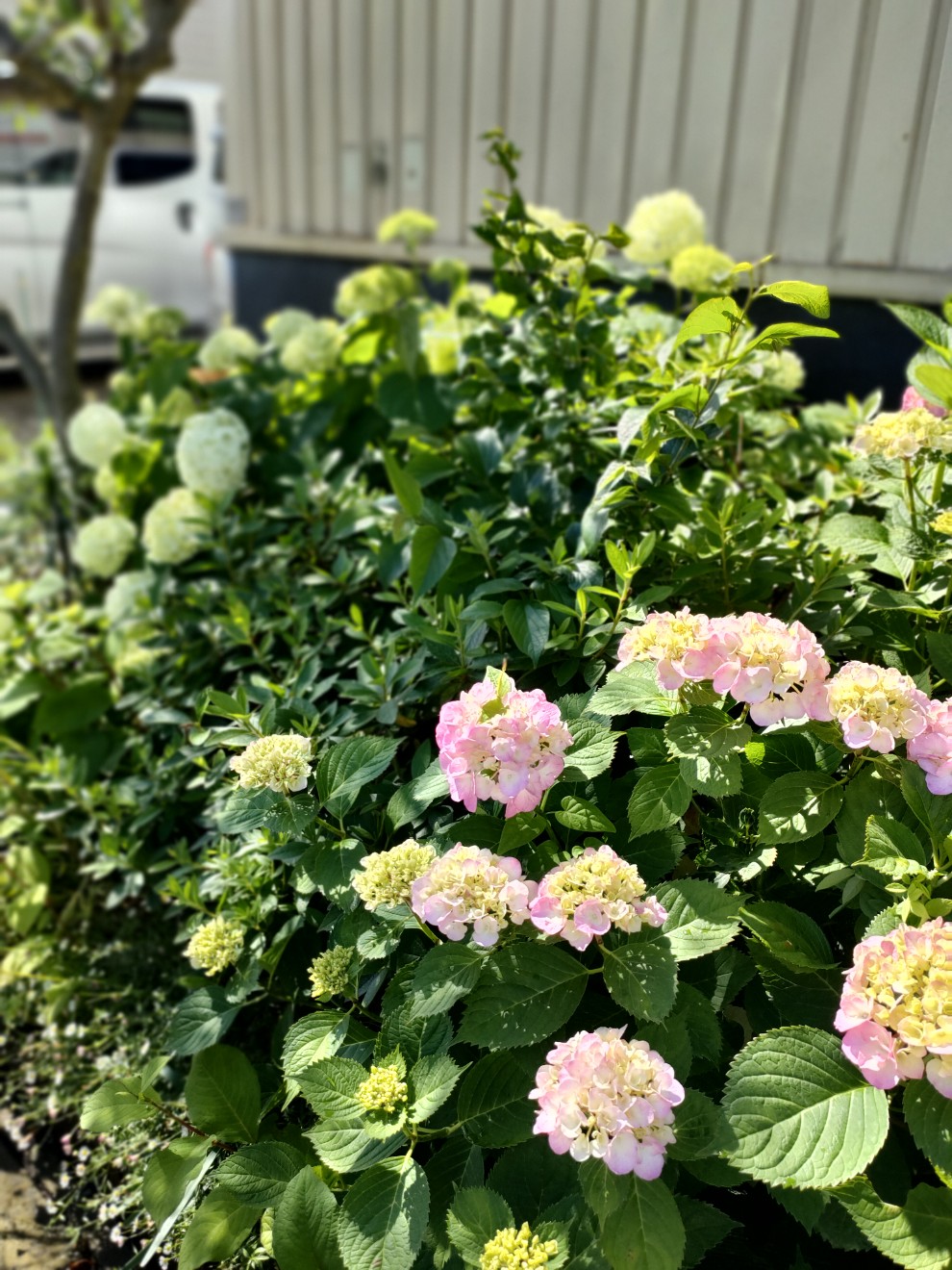 室内はお花がいっぱい♪