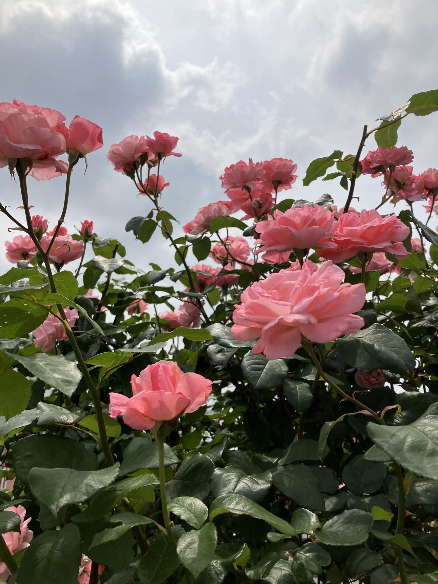 季節の花が咲きはじめました