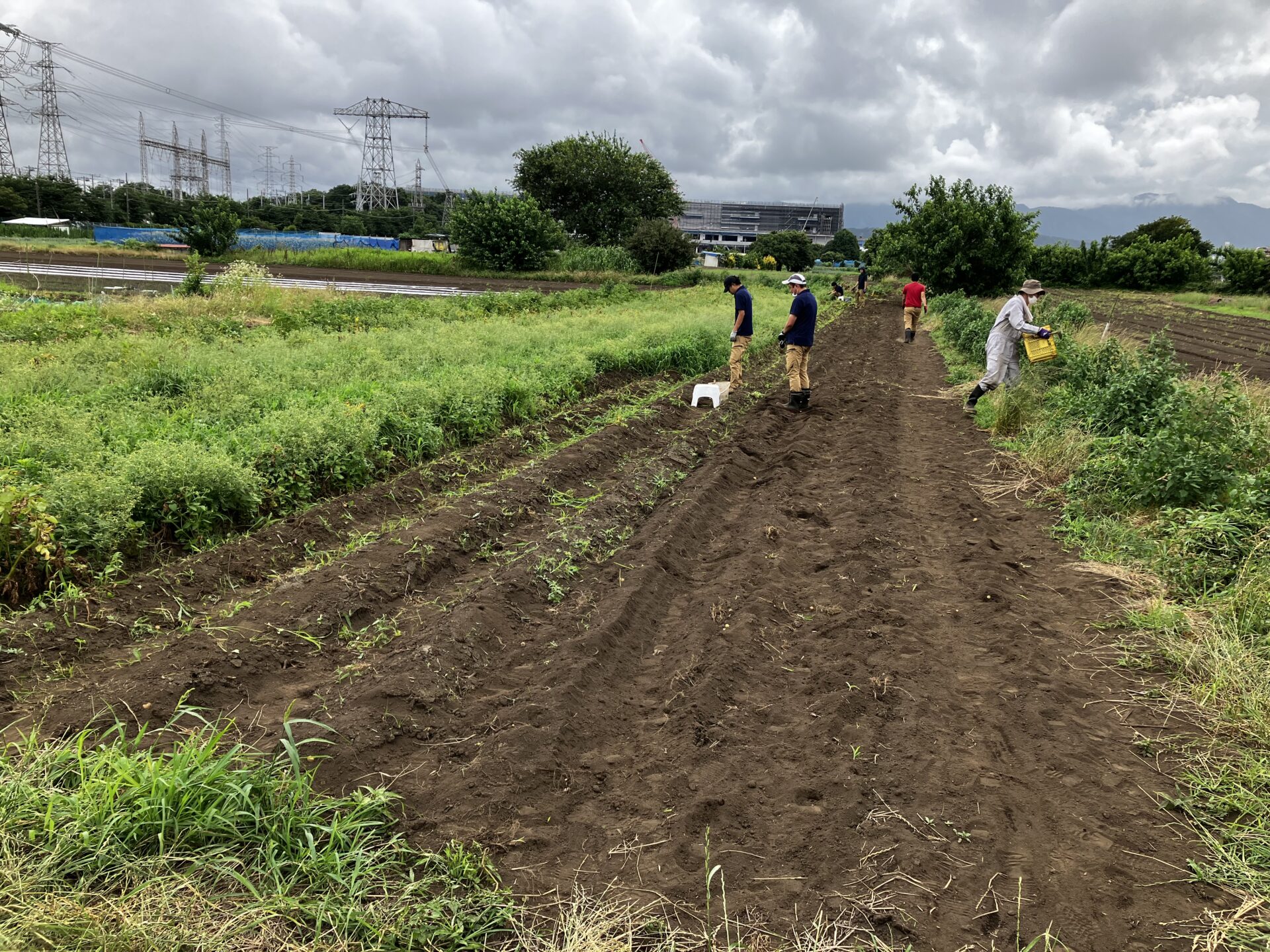 まもなくジャガイモの収穫