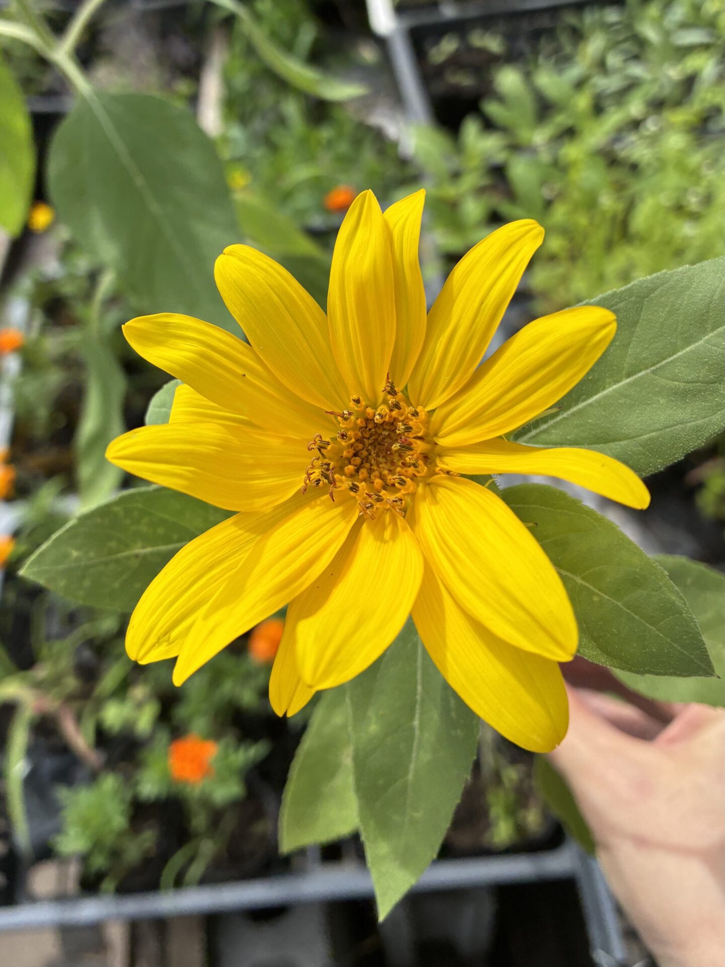 🌻事業所の植物も元気いっぱい🪴