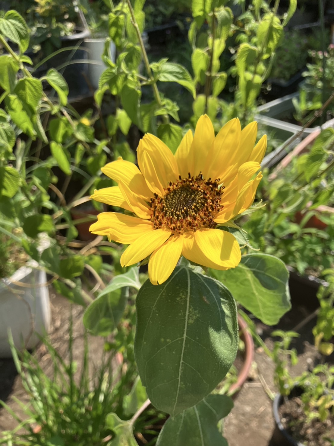 花と笑顔が育つ場所