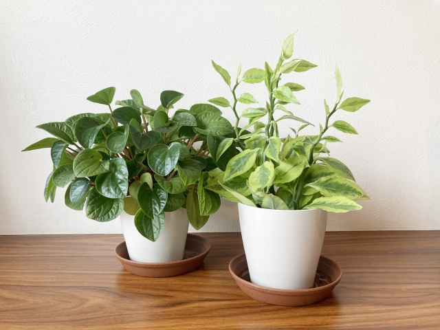 意外と知らない？！植物の豆知識クイズ