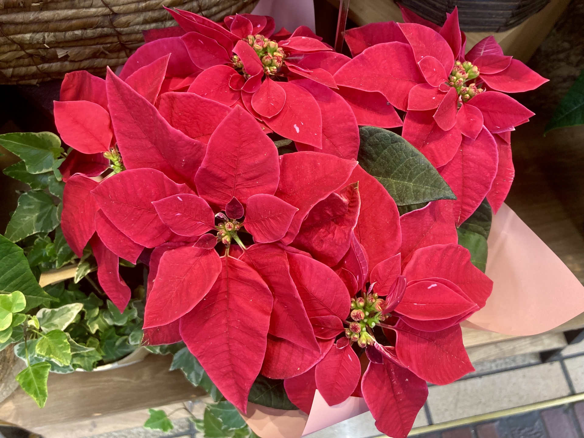 クリスマスにぴったりのお花3選！