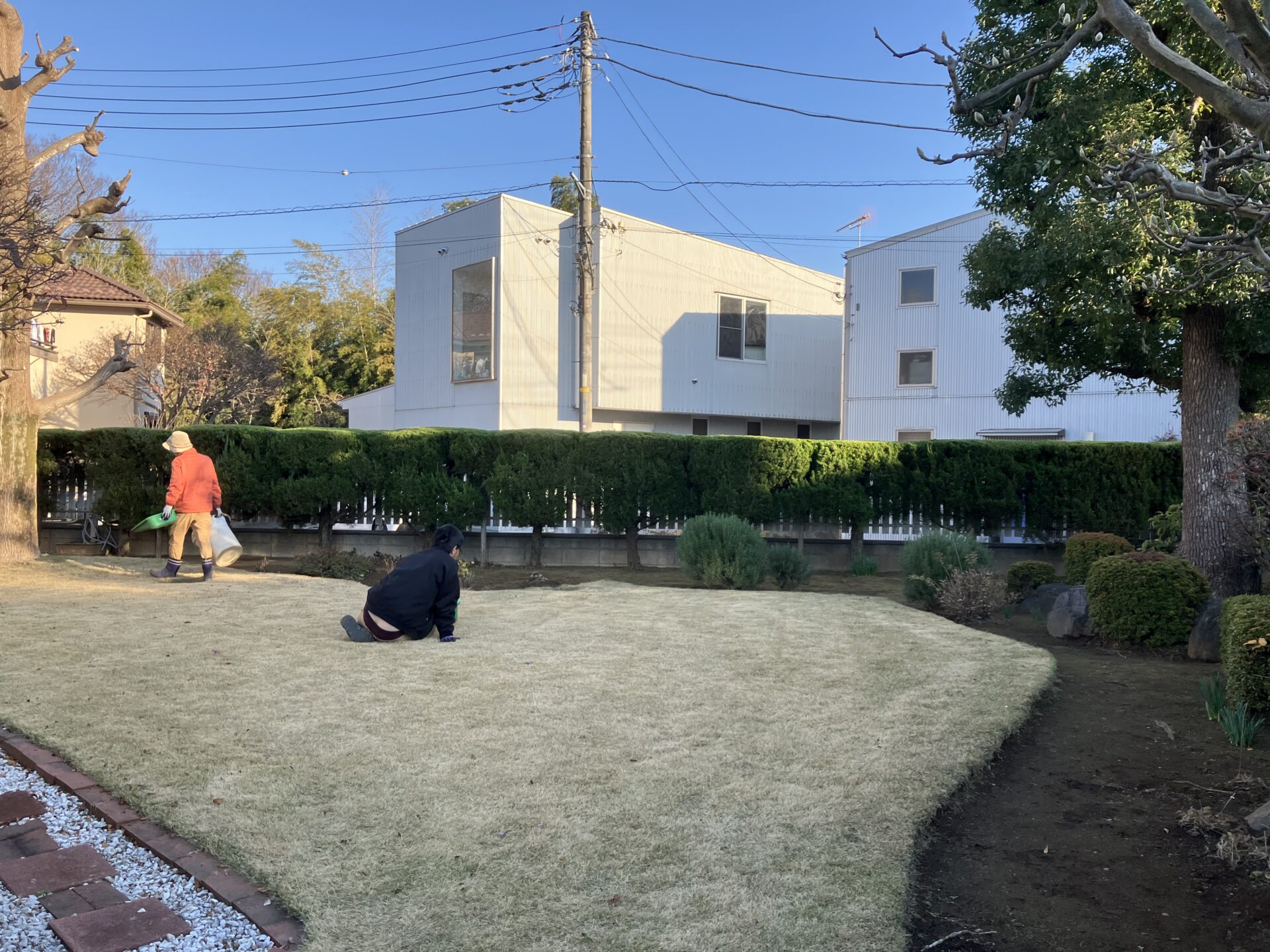 ガーデニングで長い生垣の刈込をいたしました！