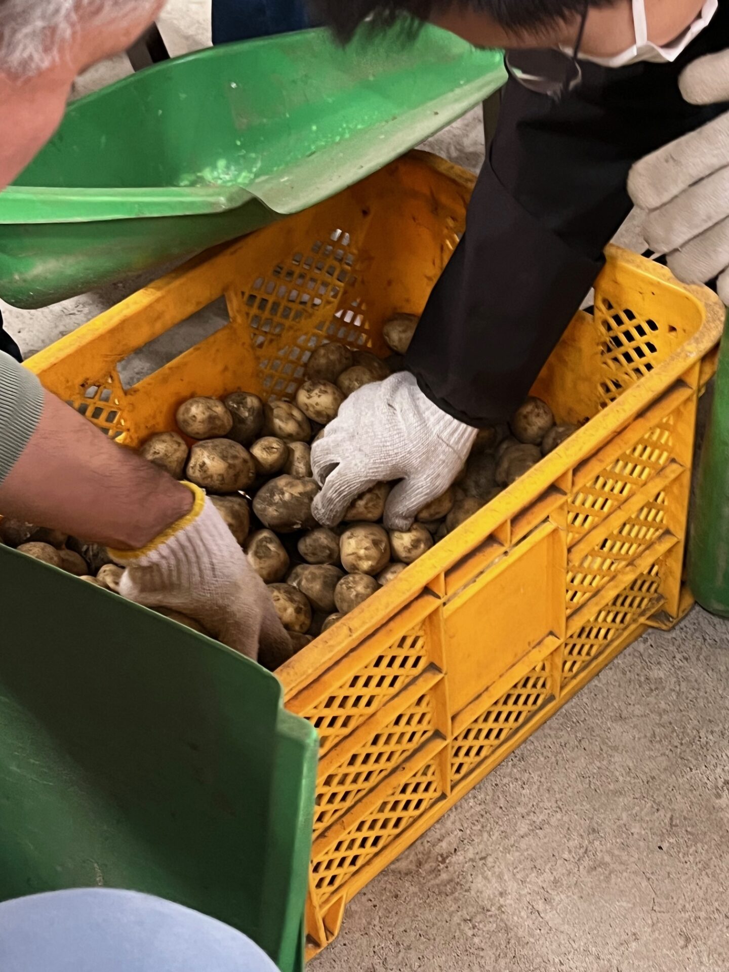 じゃがいもの袋詰め作業中