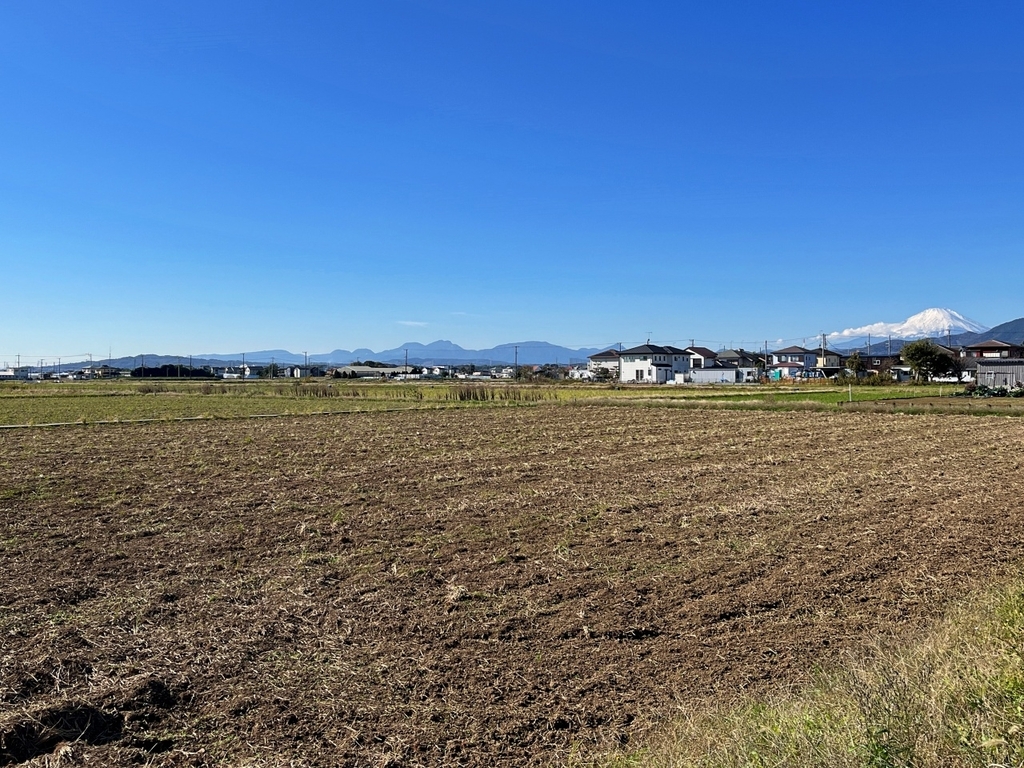 スズメさん、いっぱいいますよ！