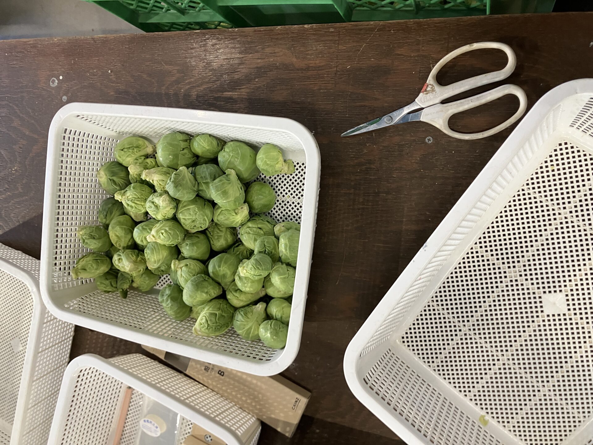 芽キャベツ作業