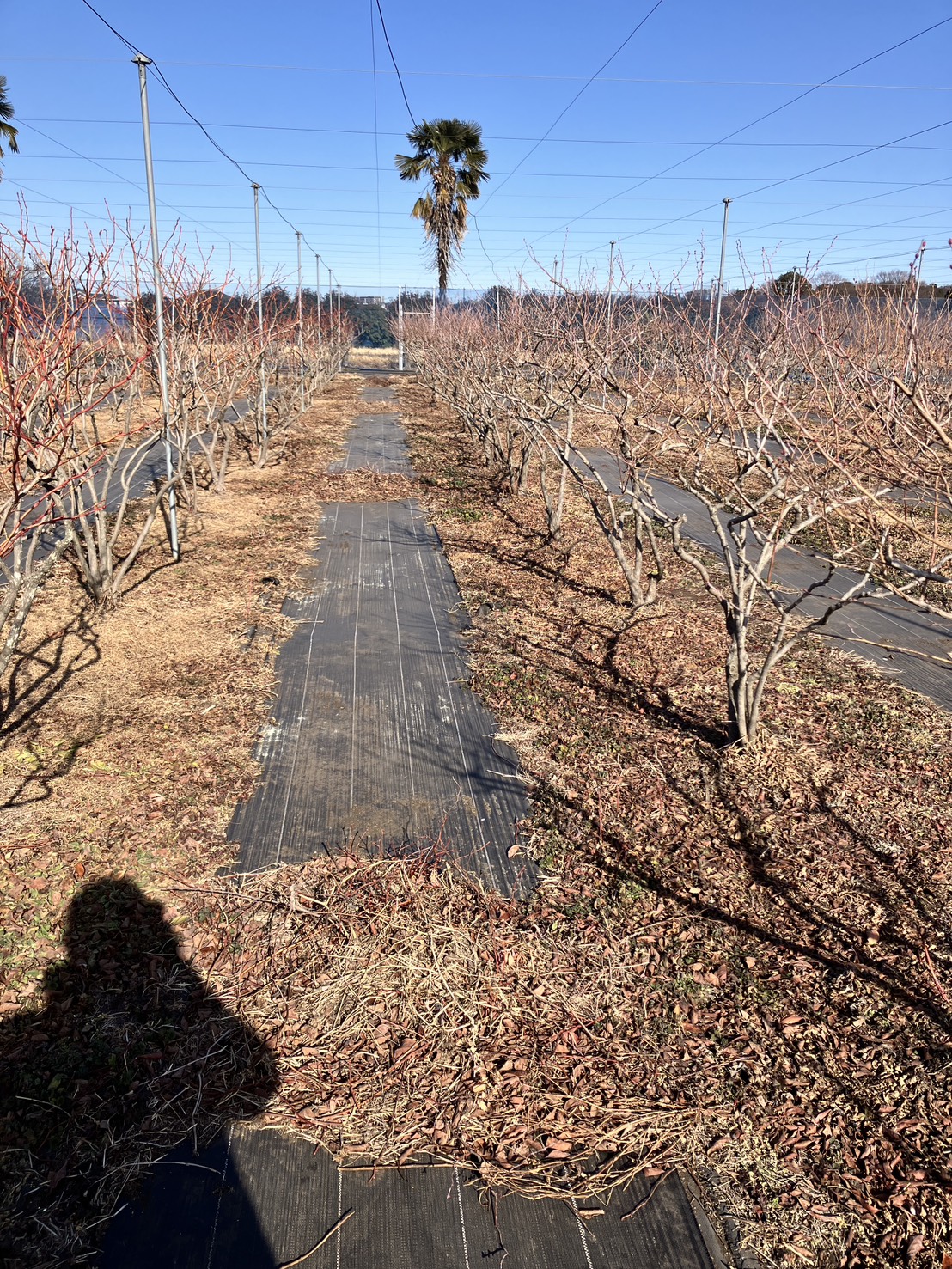 ブルーベリー畑の枝拾い