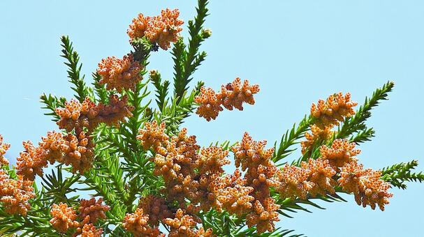 花粉症シーズンですね