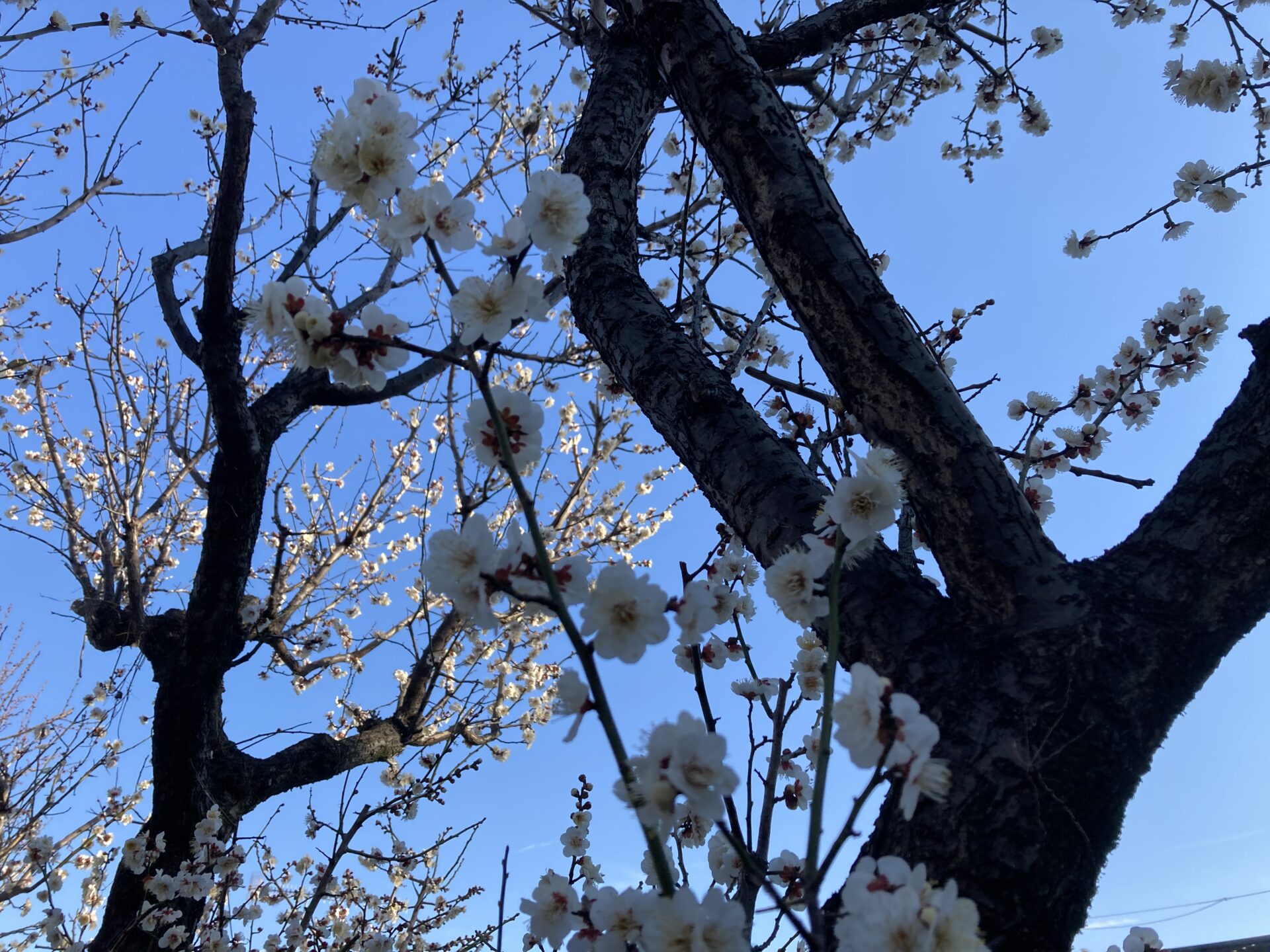 梅の花と里芋作業
