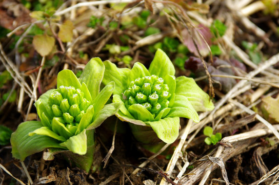 ふきのとう、もう食べました？