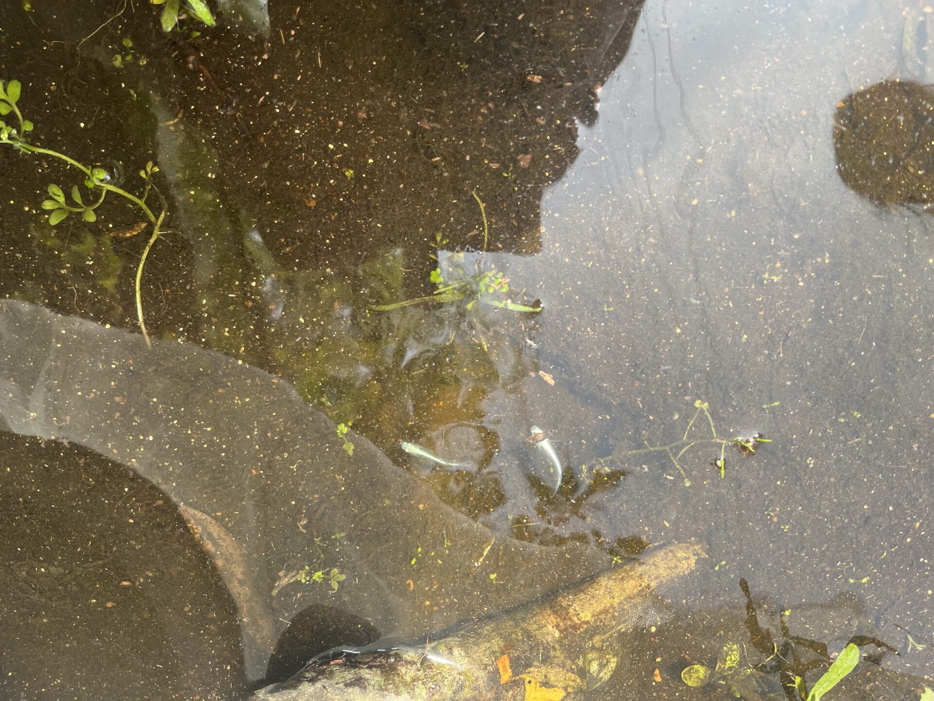 新しく仲間入り