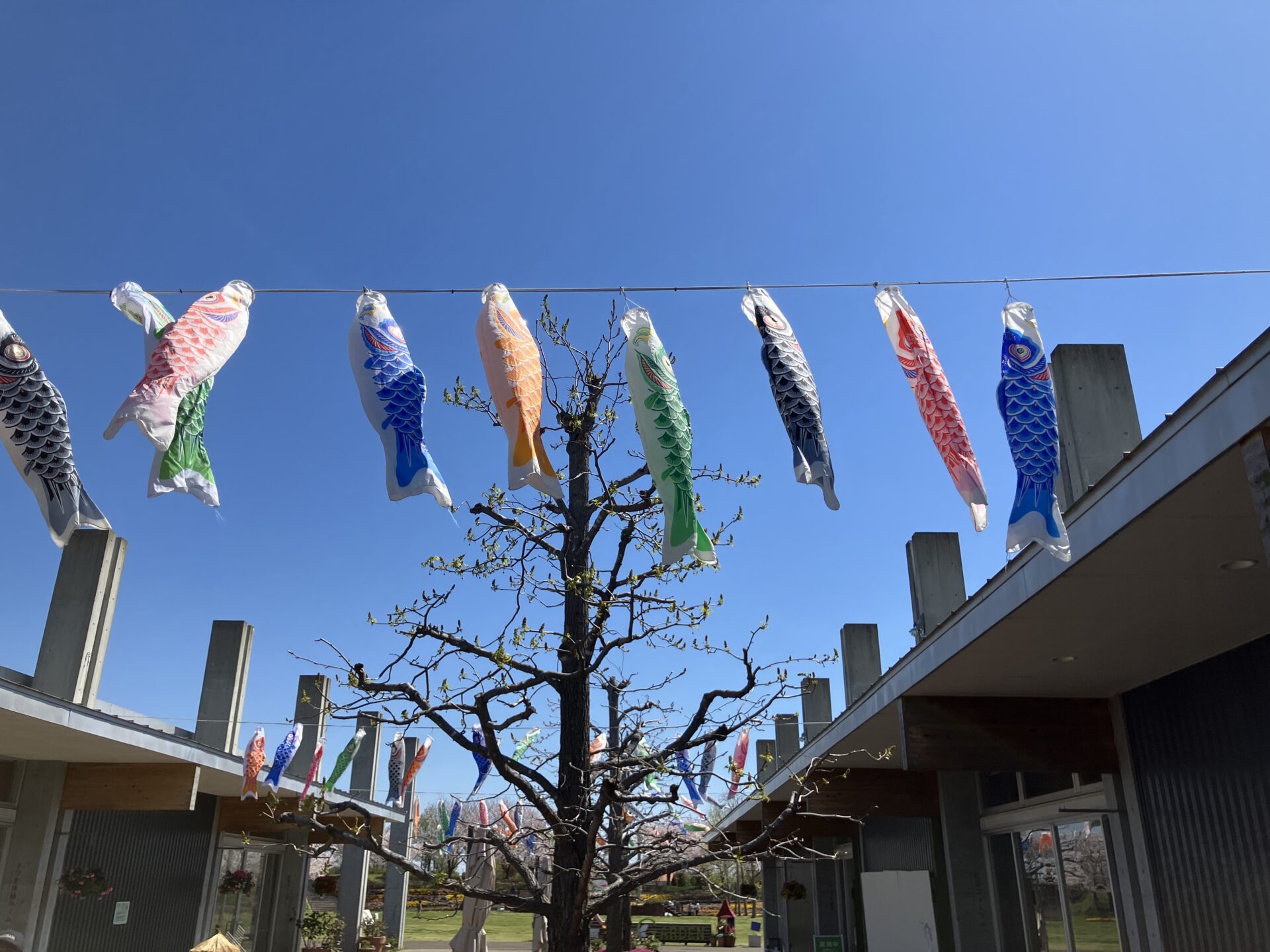 4月18日(土)花菜ガーデン販売会