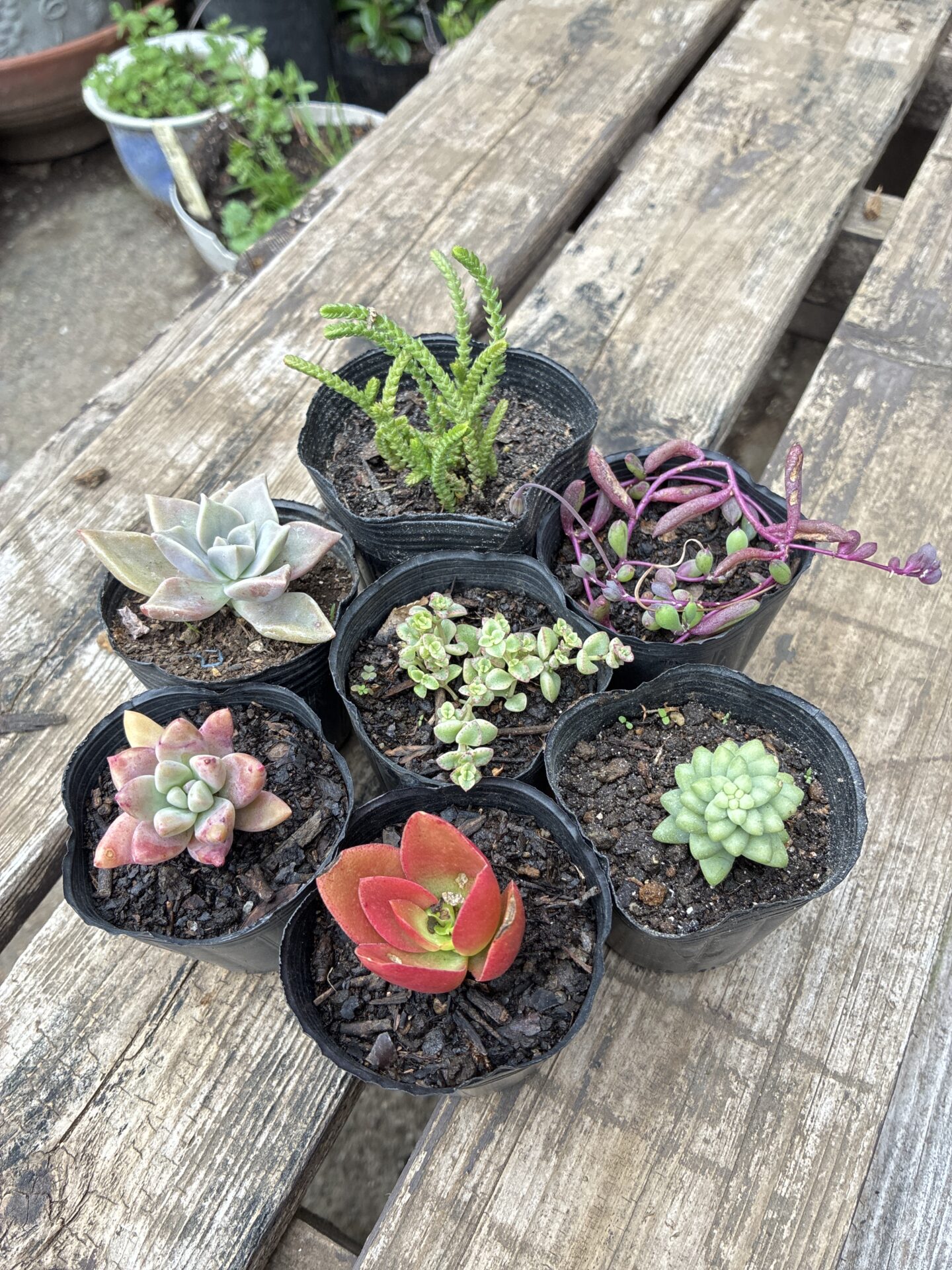 🌱多肉植物も育ててます🌱