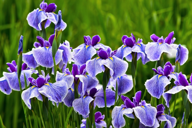 5月に菖蒲がスーパーで売られる理由