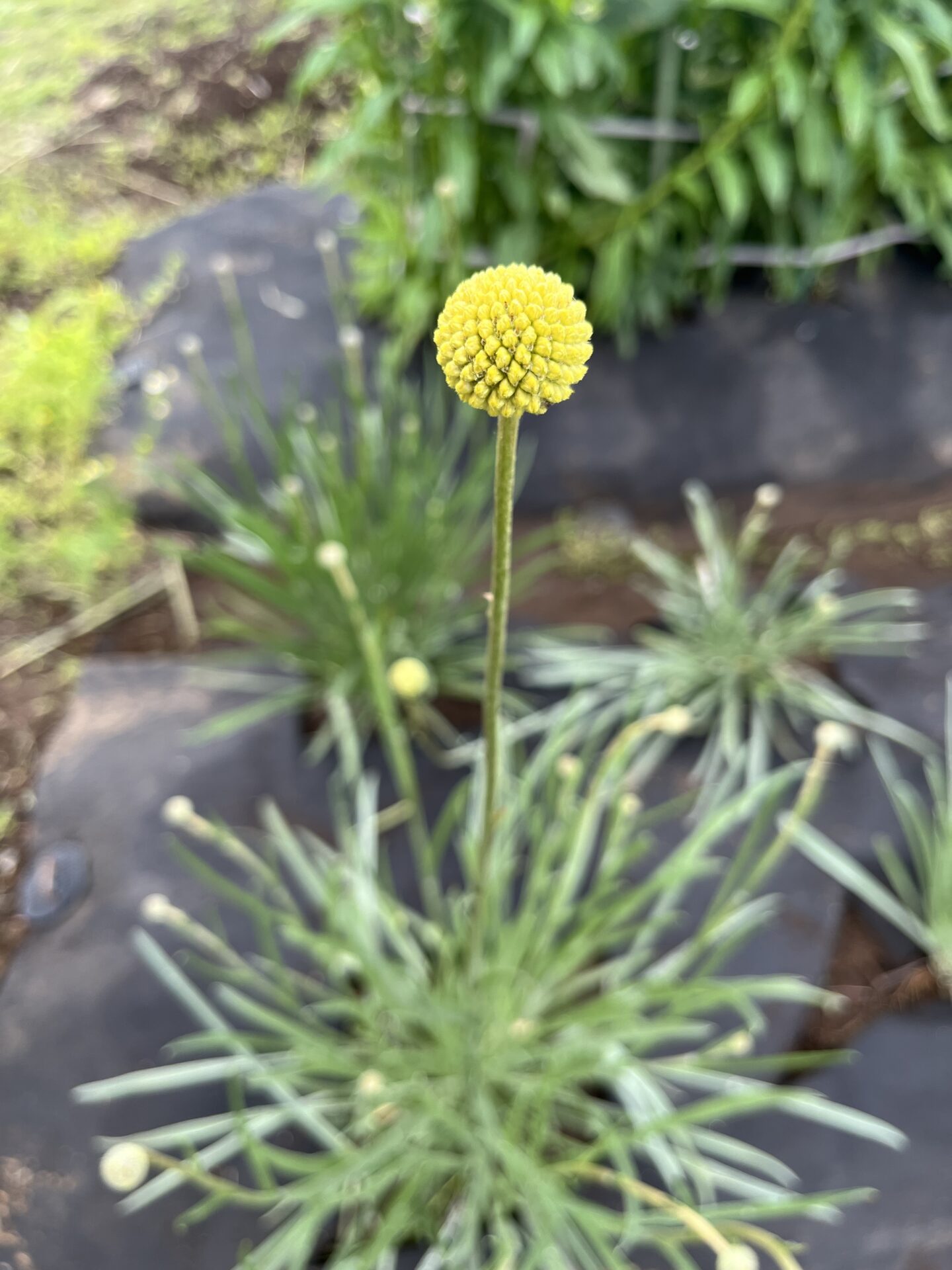 花盛りです！