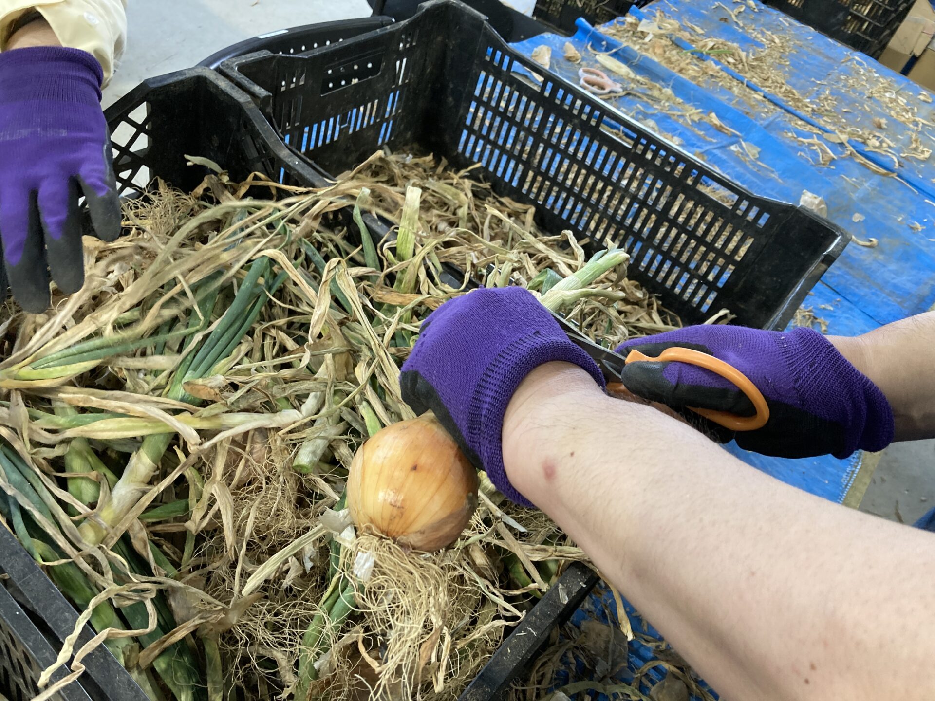 玉ねぎの皮むき作業