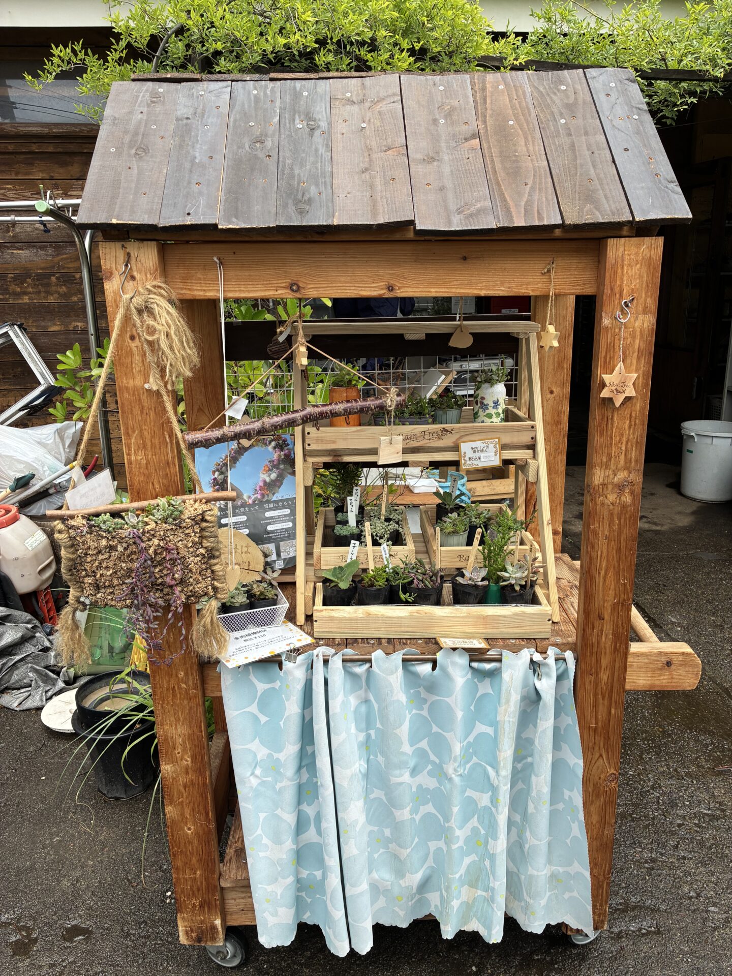 多肉植物、店頭販売始めました！