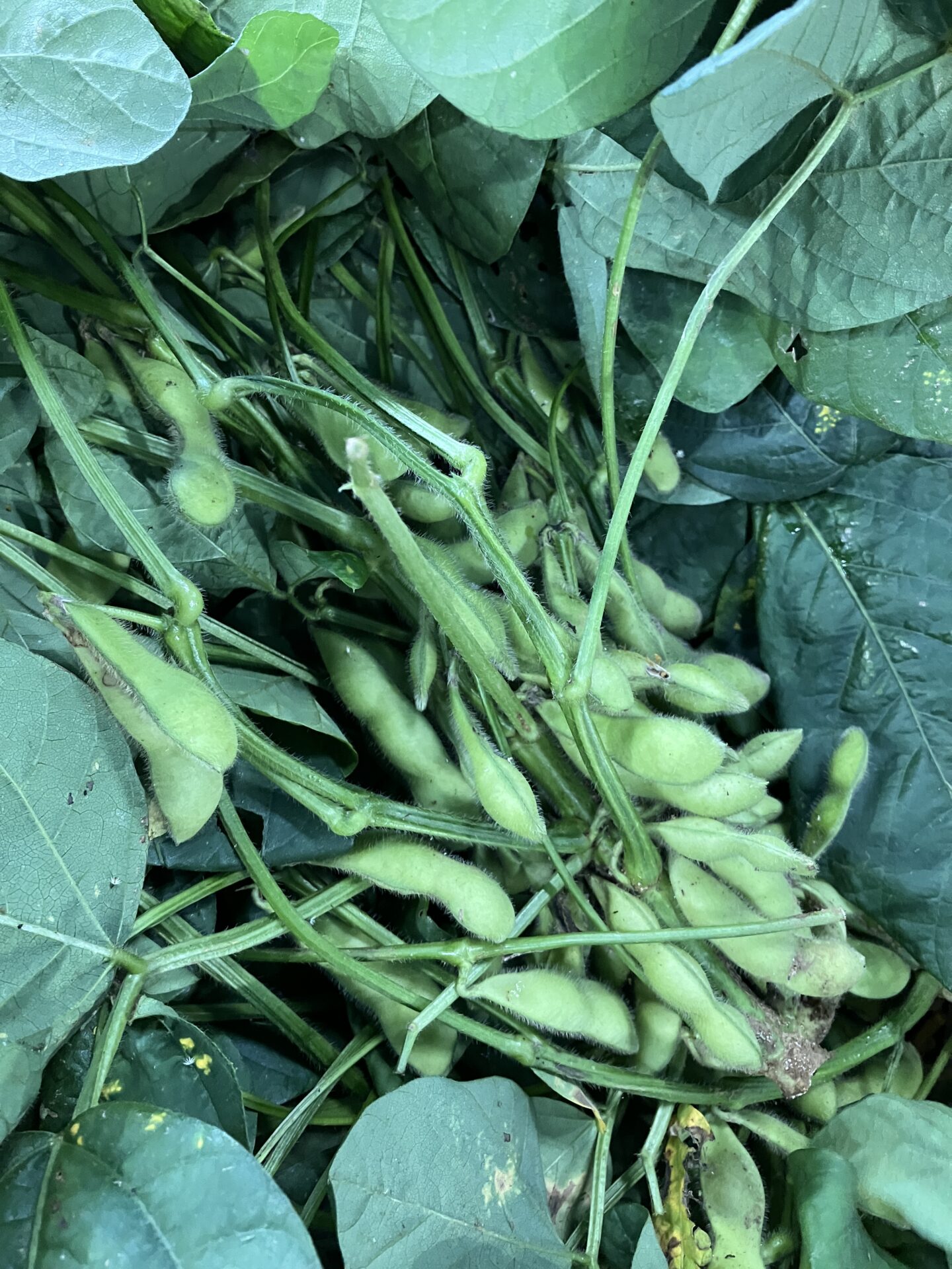 枝豆