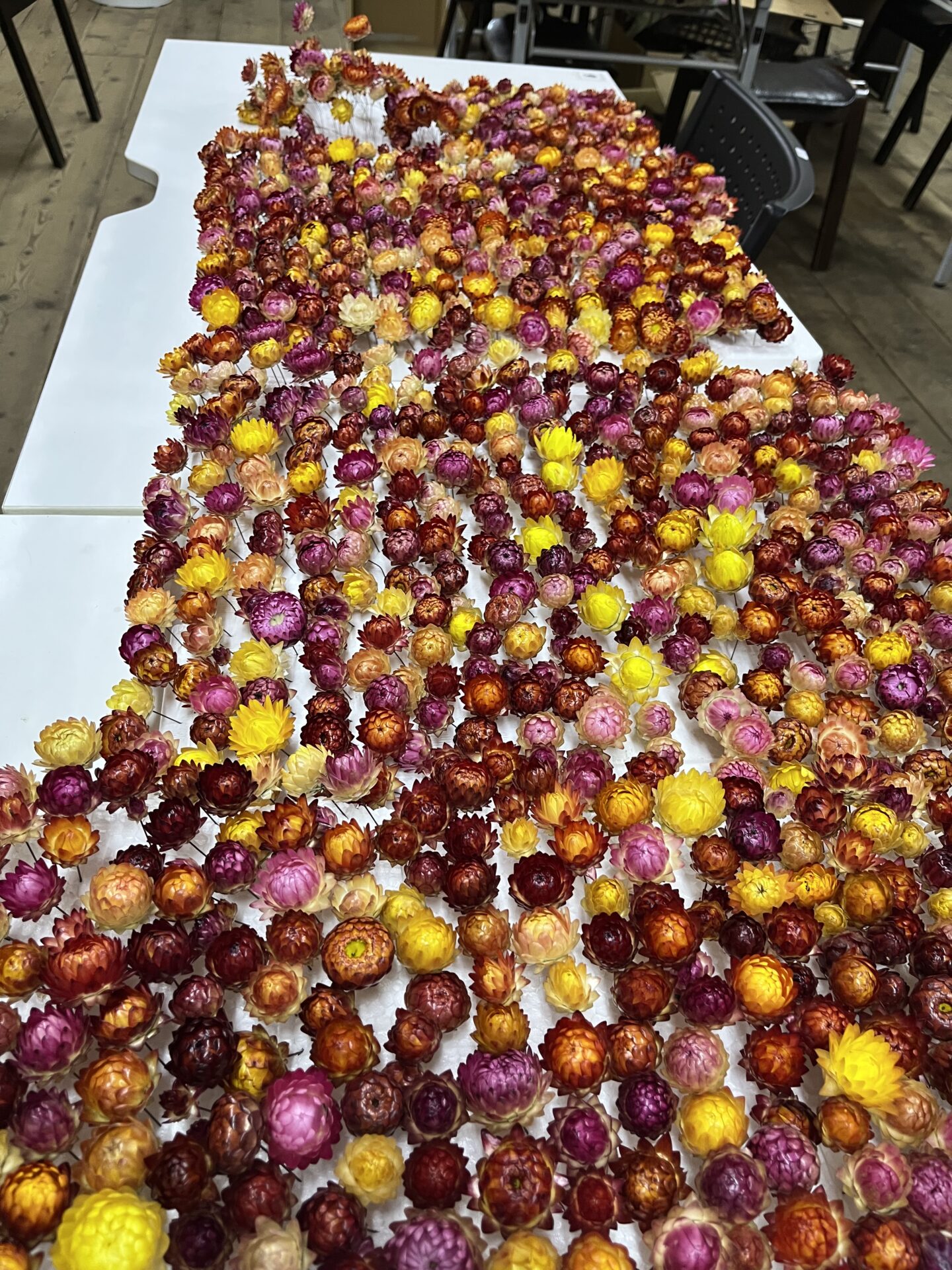 ヘリクリサムドライフラワー大量生産中！