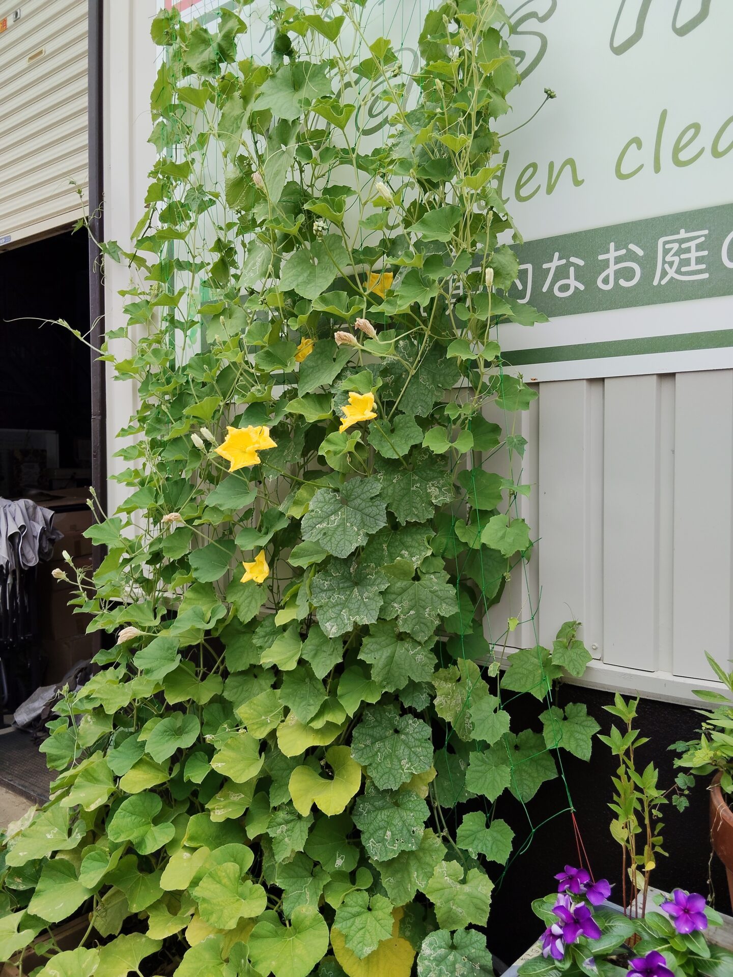 しぜんな模様