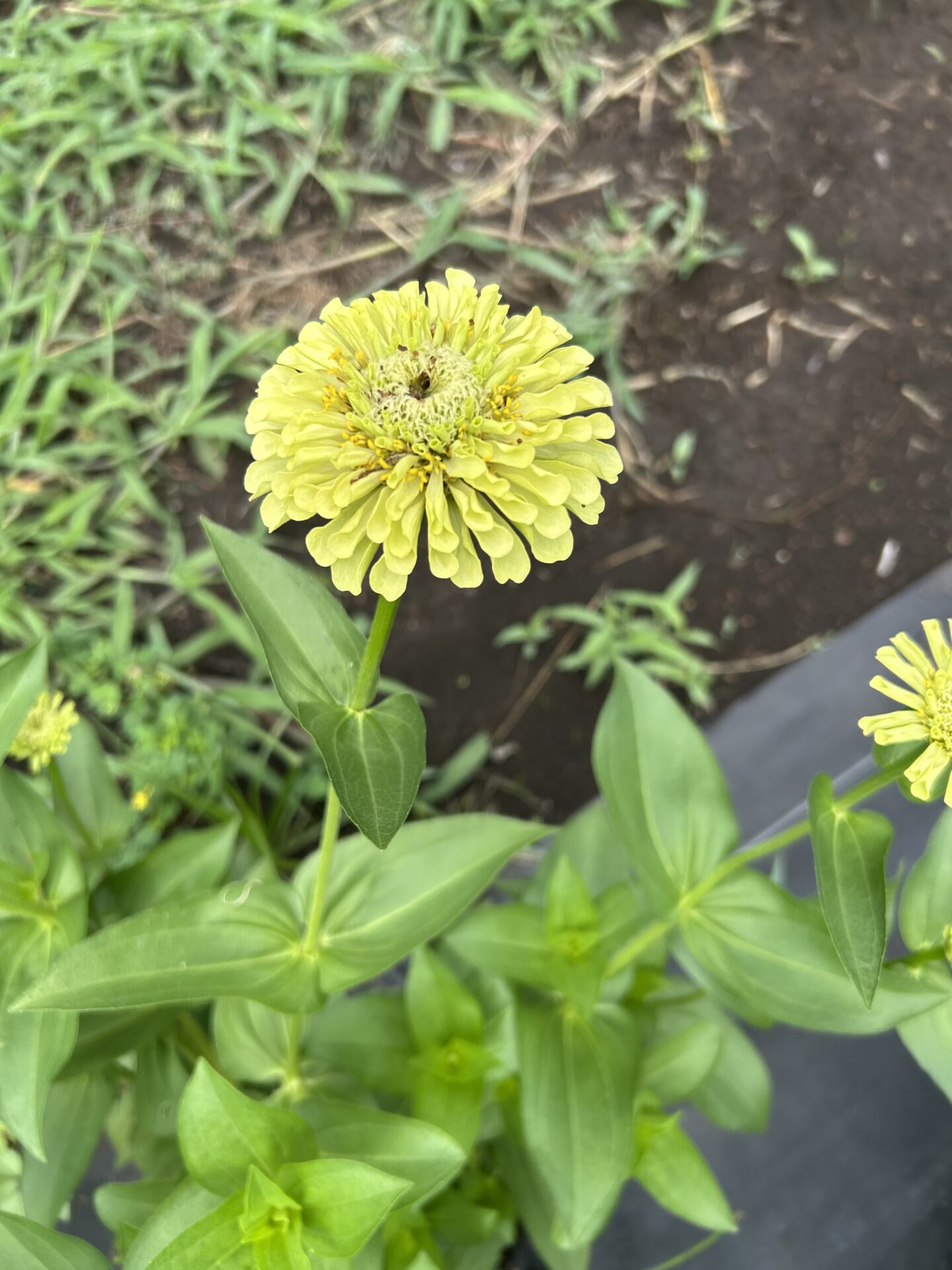 暑い夏も、植物と一緒に元気いっぱい！