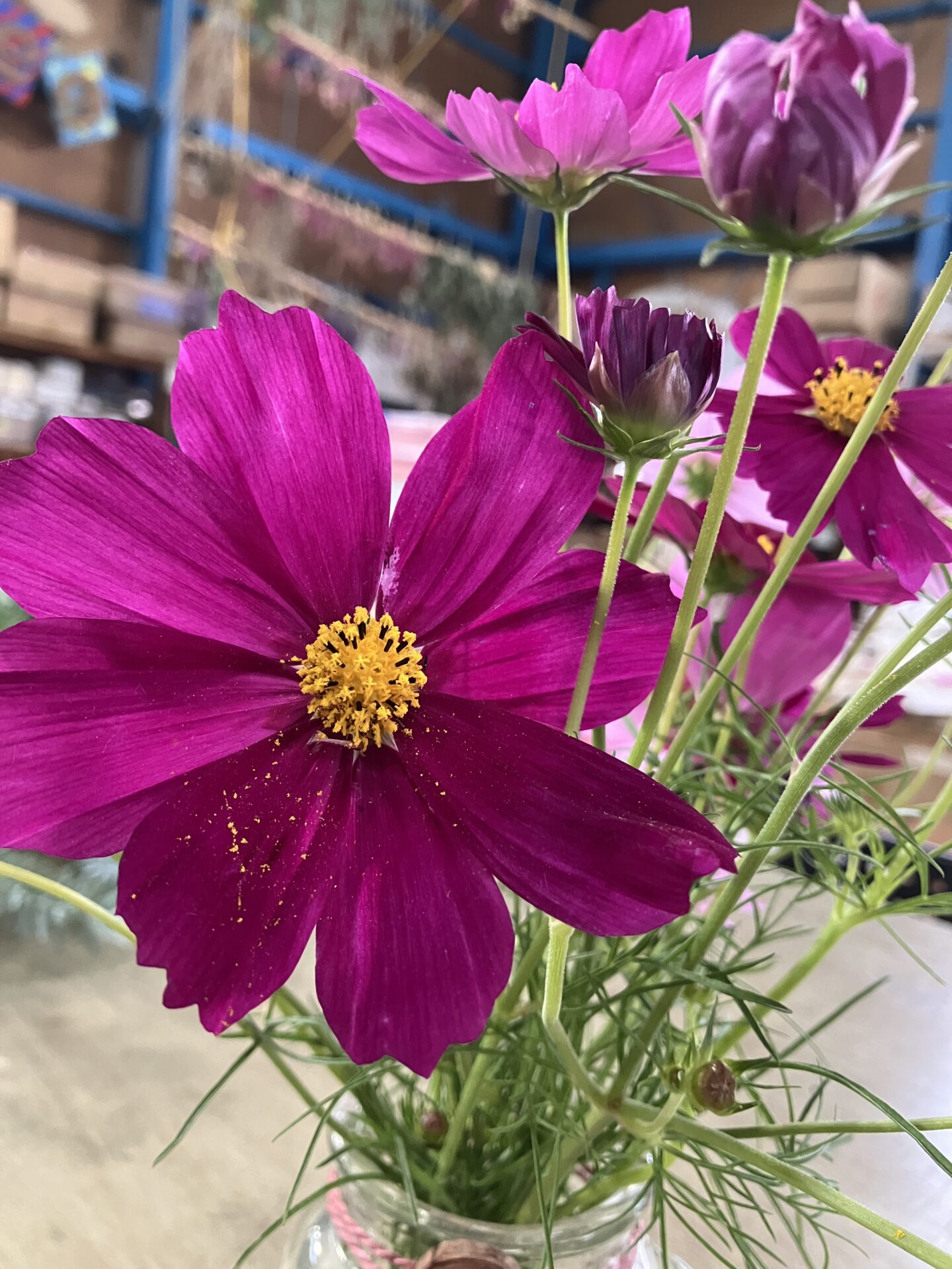 秋の花